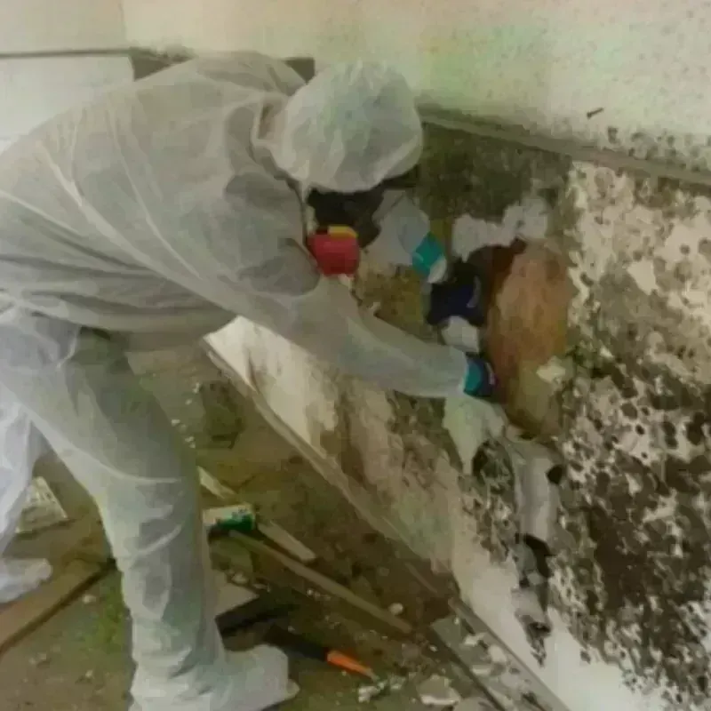 Mold Remediation and Removal in Parowan, UT